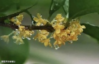 【古诗词鉴赏】元代诗人张可久《清江引·秋怀》小令赏析