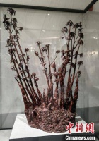 访华夏神木博物馆 寻千年乌木雕刻之美
