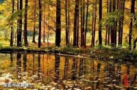 【古诗词鉴赏】宋代词人苏轼《定风波·重阳》词赏析