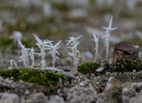 诗词丨又是一年霜降至，吟秋赏枫正当时