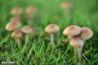 【古诗词鉴赏】宋代词人欧阳修《玉楼春 • 别后不知君远近》词赏析