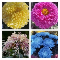 品鉴 | 赏菊食菊 尽尝风雅