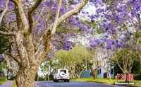 澳大利亚悉尼迎蓝花楹盛开期 艳阳下绚烂至极