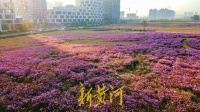 秋英百日菊盛放！这里数万平方米花海等你来