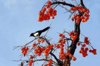 诗词丨又是一年柿子红，柿柿如意笑秋风