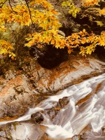 “秋韵”（250） | 上游主题摄影征稿作品展——王军辉作品