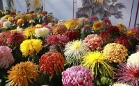 北京市菊花展将亮相北海公园，“春潮绿云”等标本菊新品种迎客