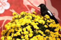 旅游 | 天坛公园第42届菊花展27日正式开展