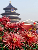 天坛公园菊花展明天开展，北宋《菊谱》记载的大立菊亮相