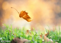 清代的一首《落叶》，无一“叶”字，生动地展现出落叶飘飞的景象