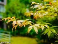【古诗词鉴赏】宋代词人陈允平《唐多令 • 秋暮有感》词赏析