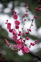 故人溪上，挂愁无奈，烟梢月树……
