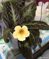 和非洲堇一样好养的喜荫花，半阴的室内才是它的好去处