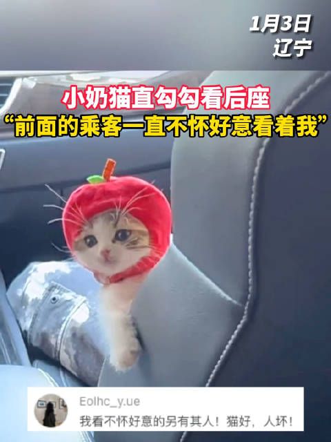 小奶猫直勾勾看后座，“前面的乘客一直不怀好意看着我”