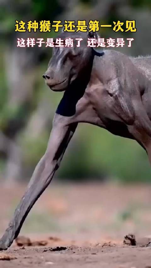 这种猴子还是第一次见