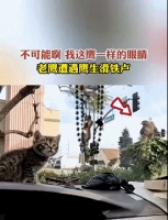 这玻璃隔鹰效果可以！