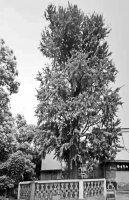 原来闵行这个镇竟以庙得名，1棵500年的古树见证历史变迁丨闵行情