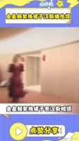 金星频繁换裙子汉斯嫌他烦