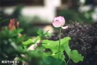苏轼《西江月·世事一场大梦》之两组阅读训练与三篇名家鉴赏