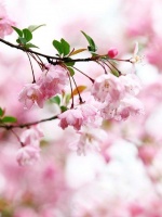 风定落花深，帘外拥红堆雪。 长记海棠开后，正伤春时节……