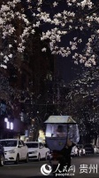 贵州贵阳：抬头见春跃然枝头