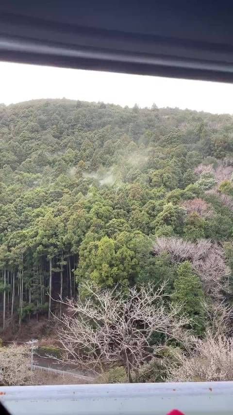 悲闻：看到杉树林又开始发情了，日本乡民们已经开始颤抖