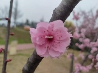 景致记录：徐霞客觉得，贵州有名的八担柴，味道不及云南鸡足山的