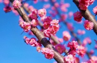 河南淅川：梅花枝头春意闹