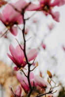 玉兰花开