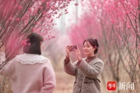 200亩梅花绽放，来赣榆赏花享“梅”好时光