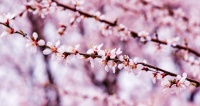 探寻《诗经》里的春光（一）：桃花