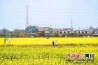 郫都的花开好了 一起去解锁“花”式浪漫