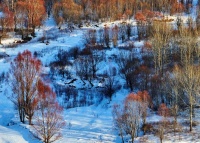 根河春雪映红柳