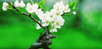 如梦令 春分以后又周末二首
