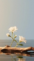 人也罢，花草和其他生物也罢，凡是过度想表现自己，就会使观众扫兴…