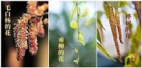 春日赏花过敏？让你过敏的可能不是正在赏的花，而是那些不起眼的树