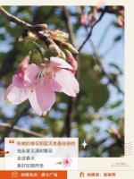 叮咚，请查收来自春天的明信片