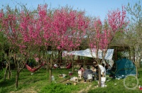 “春影”（260） | 上游主题摄影征稿作品展——冉小军作品