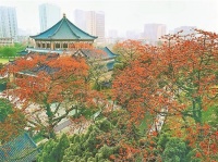 一朵花败，总有另一朵花开