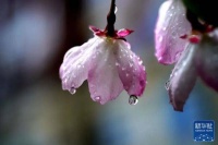 桃花、樱花、杏花…你到底是什么花！