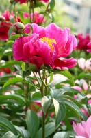 探寻《诗经》里的春光（四）：芍药