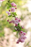 初春，来邂逅一场浪漫花事！