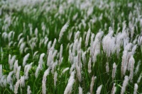 探寻《诗经》里的春光（五）：白茅