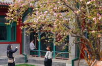 东风袅袅：海棠诗会带你感受春天