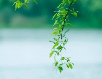 夜读 | 人生建议：凡事别太用力