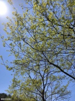 清明特辑｜关于清明节的古诗词