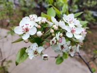 探寻《诗经》里的春光（六）：杜梨花