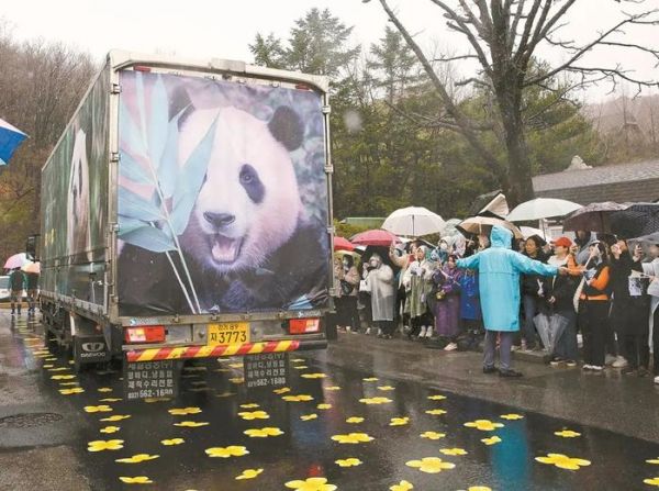 韩国粉丝在雨中送别“福宝” 图源：新华社