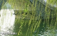 【古诗词鉴赏】唐朝诗人韩翃《寒食》诗赏析