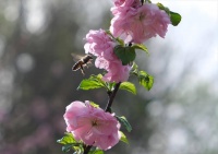 接下来，多彩的槐荫空气中飘着甜